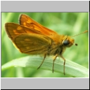 Ochlodes sylvanus - Rostfarbiger Dickkopf 03.jpg